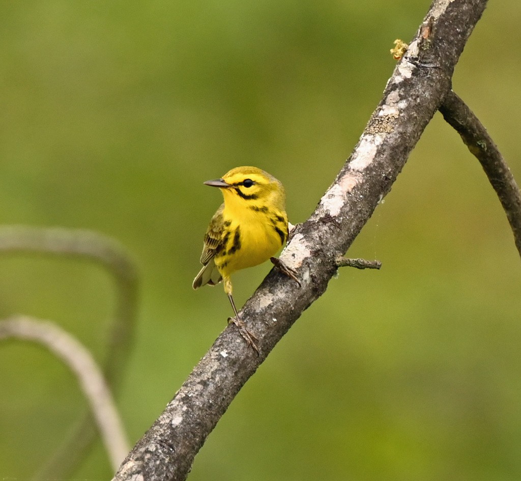 Prairie Warbler - ML645854197
