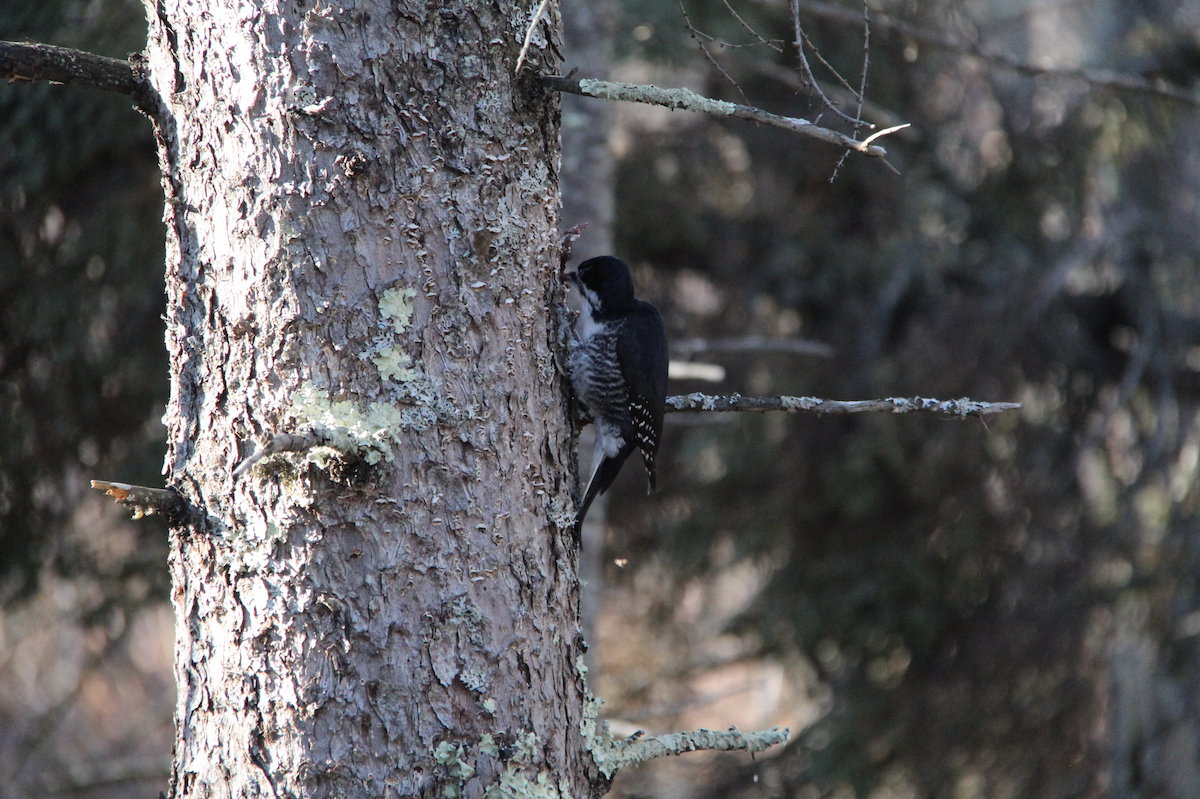 Black-backed Woodpecker - ML645854198