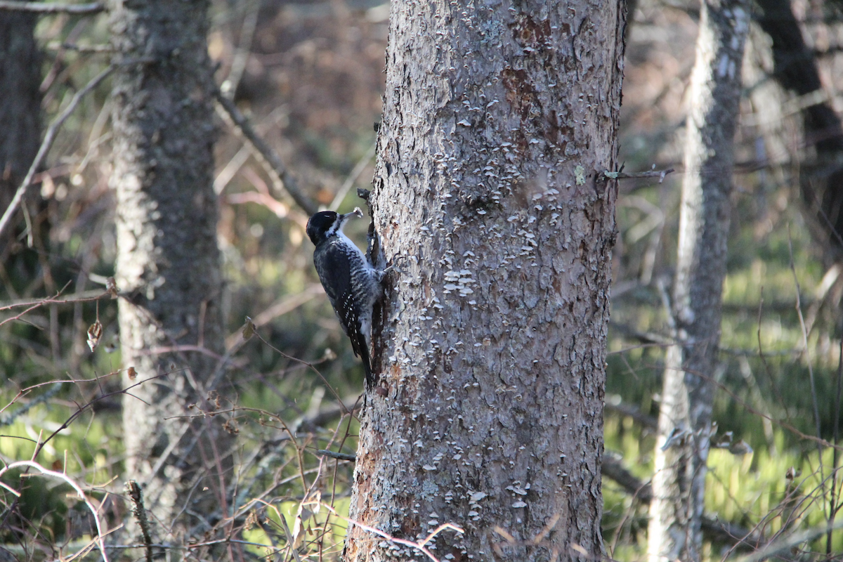 Black-backed Woodpecker - ML645854199