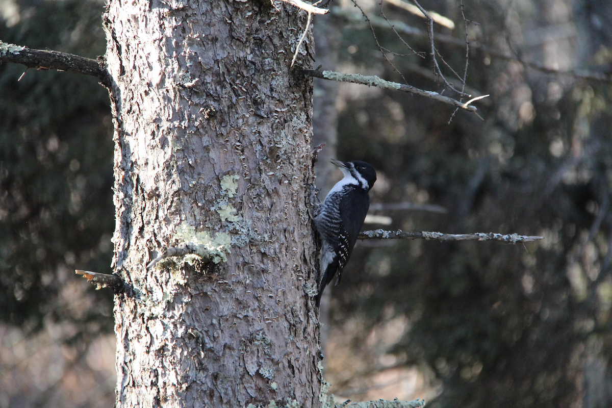 Black-backed Woodpecker - ML645854200