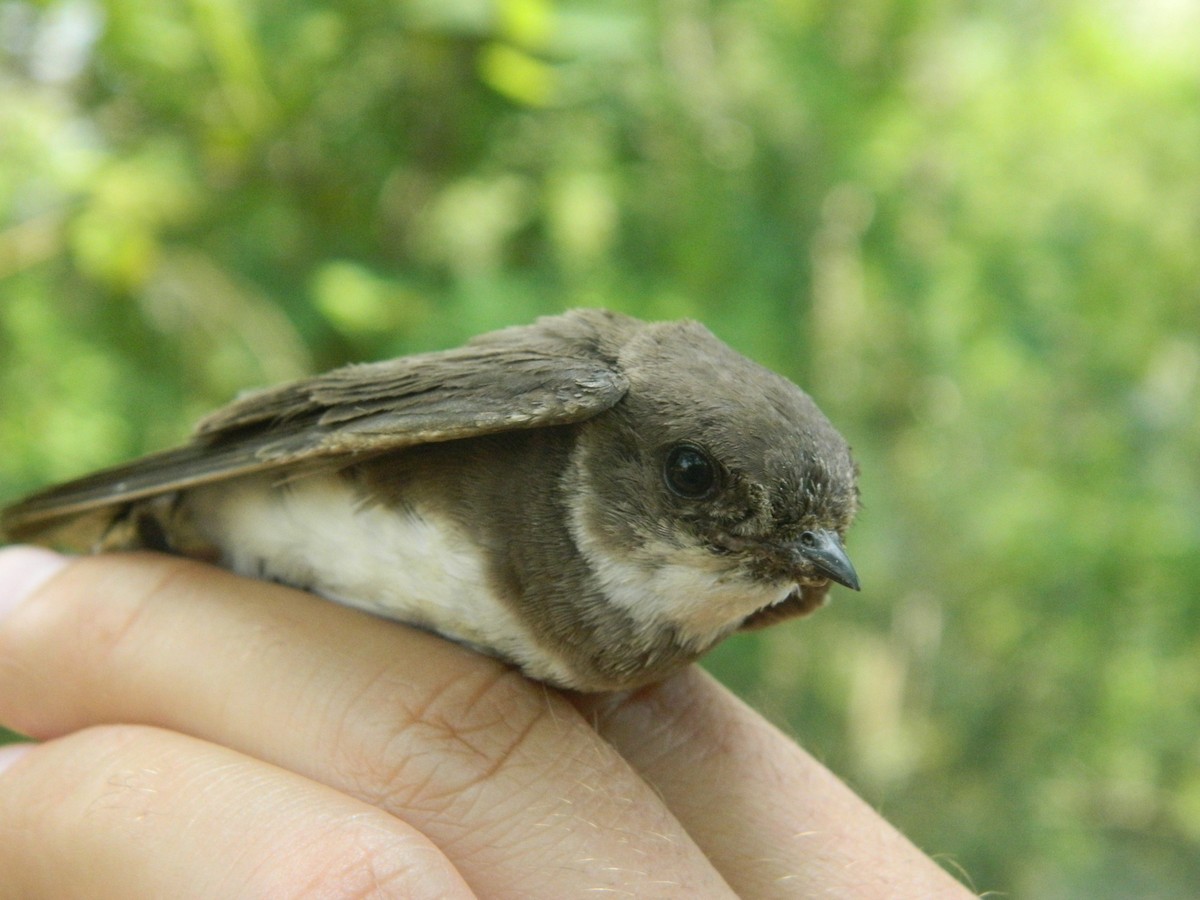 Береговушка - ML645854216