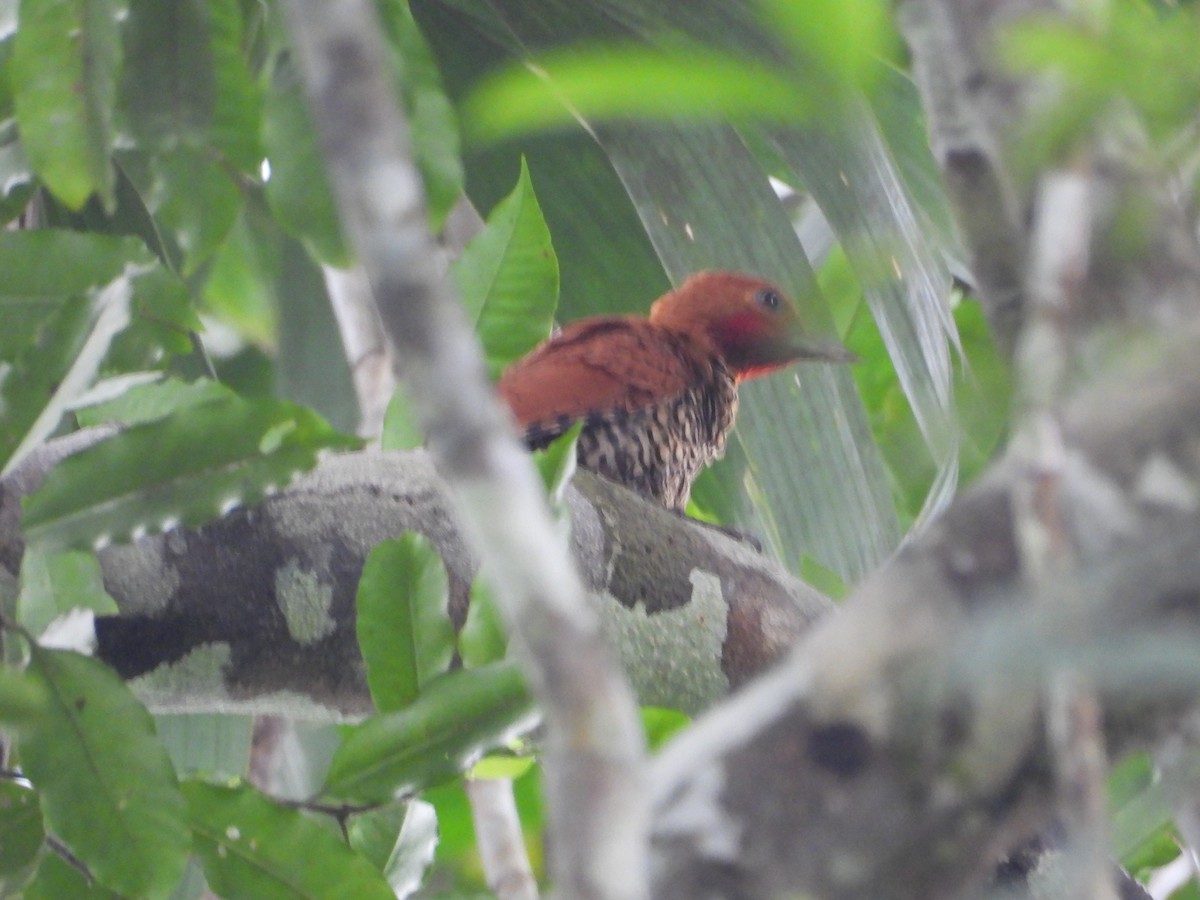 Cinnamon Woodpecker - ML645854218
