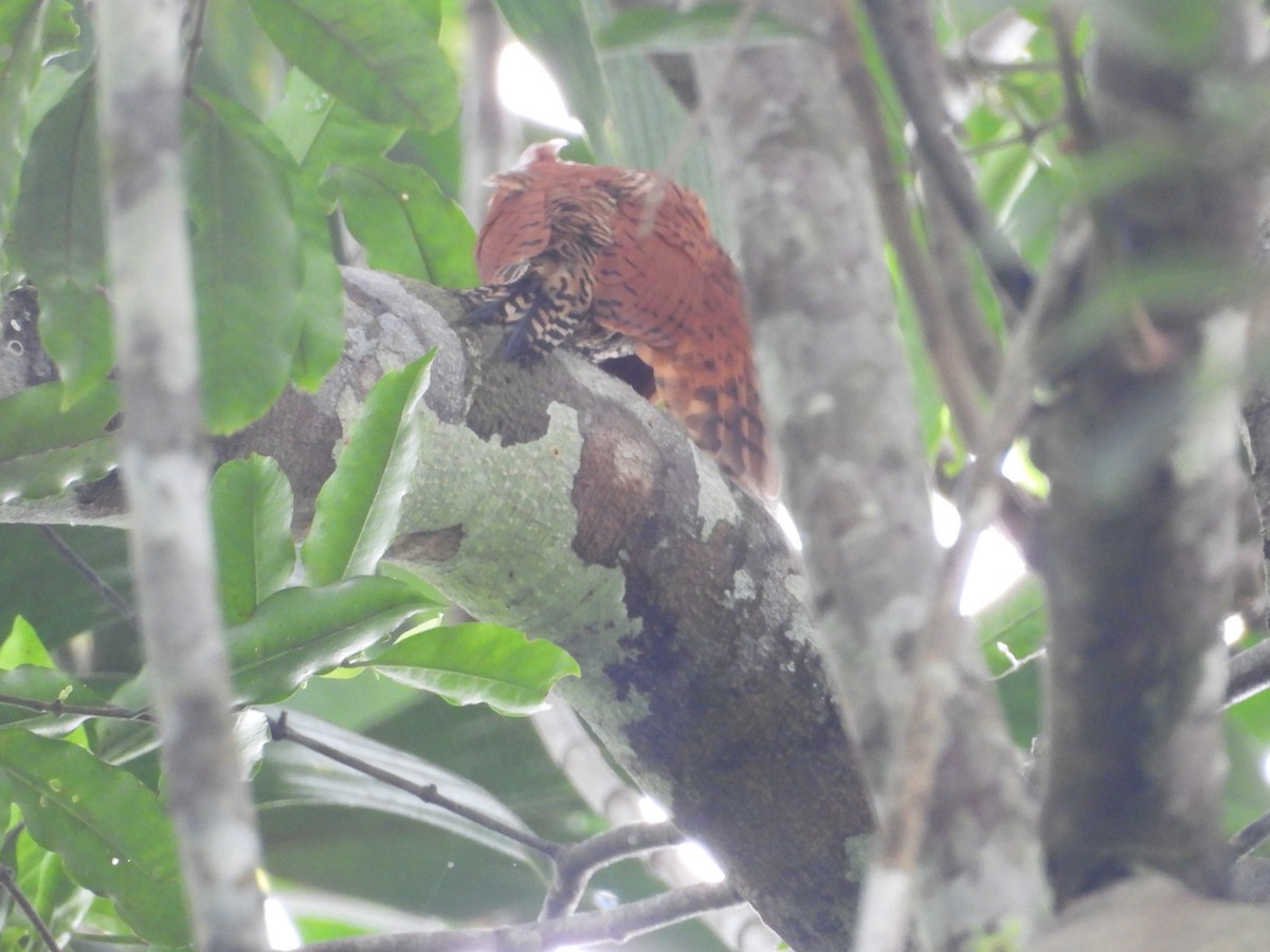 Cinnamon Woodpecker - ML645854226