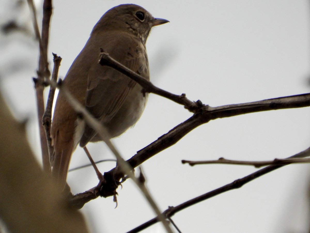 Hermit Thrush - ML645854230