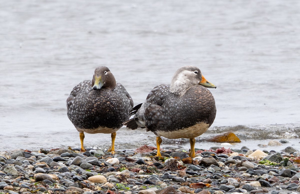 Flying Steamer-Duck - ML645854231