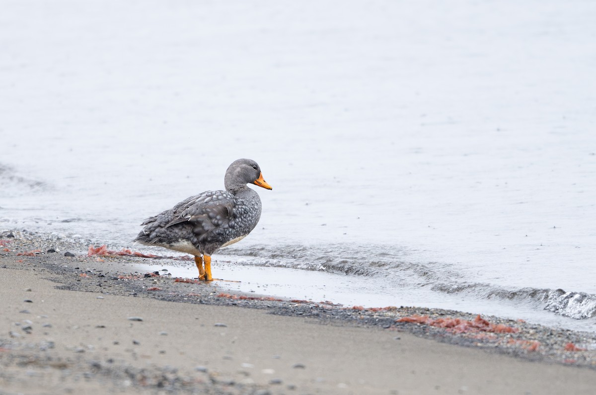 Flightless Steamer-Duck - ML645854234