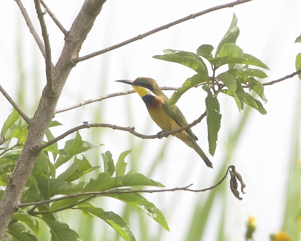 Blue-breasted Bee-eater - ML645854235