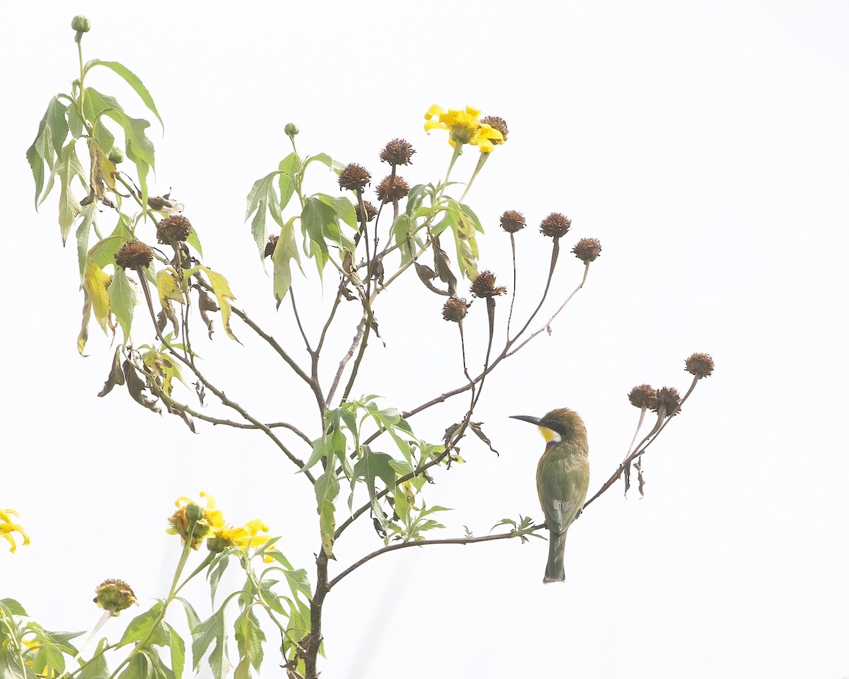 Blue-breasted Bee-eater - ML645854236