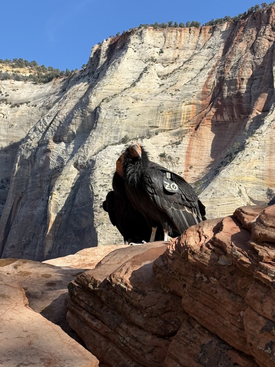 kaliforniakondor - ML645854239