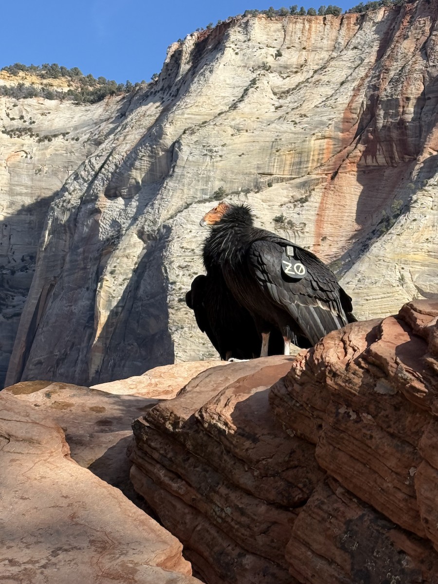 kaliforniakondor - ML645854240