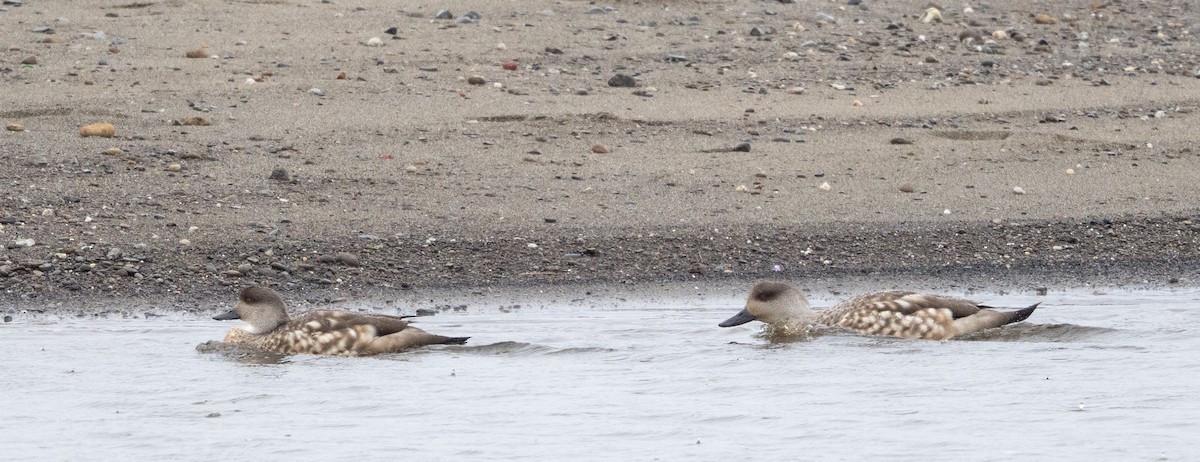 Crested Duck - ML645854241