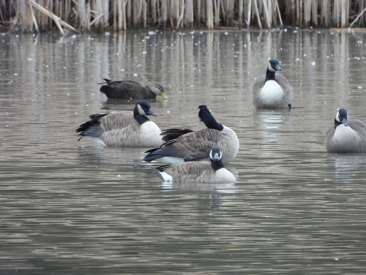 rødfotand - ML645854251