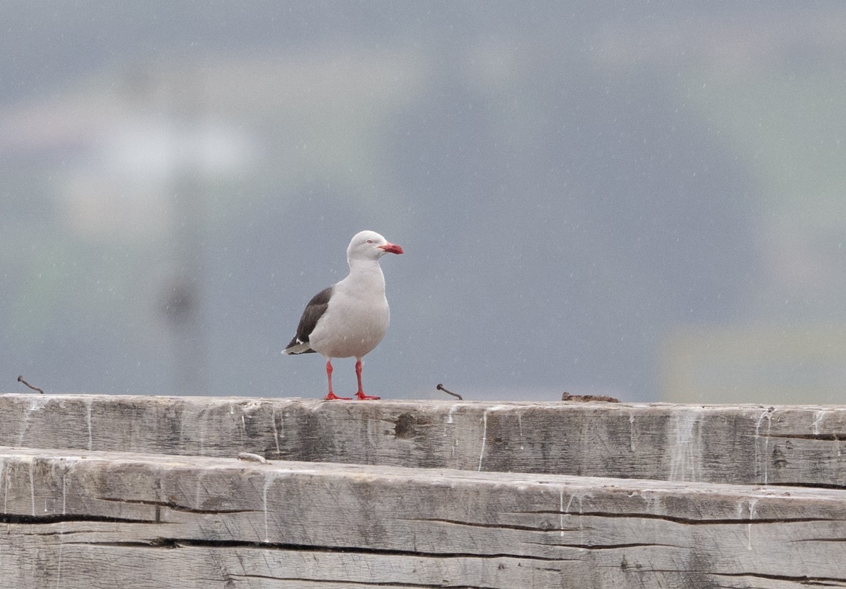 Dolphin Gull - ML645854263