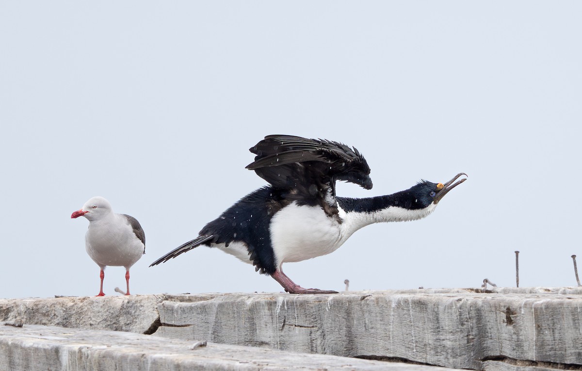 Dolphin Gull - ML645854264