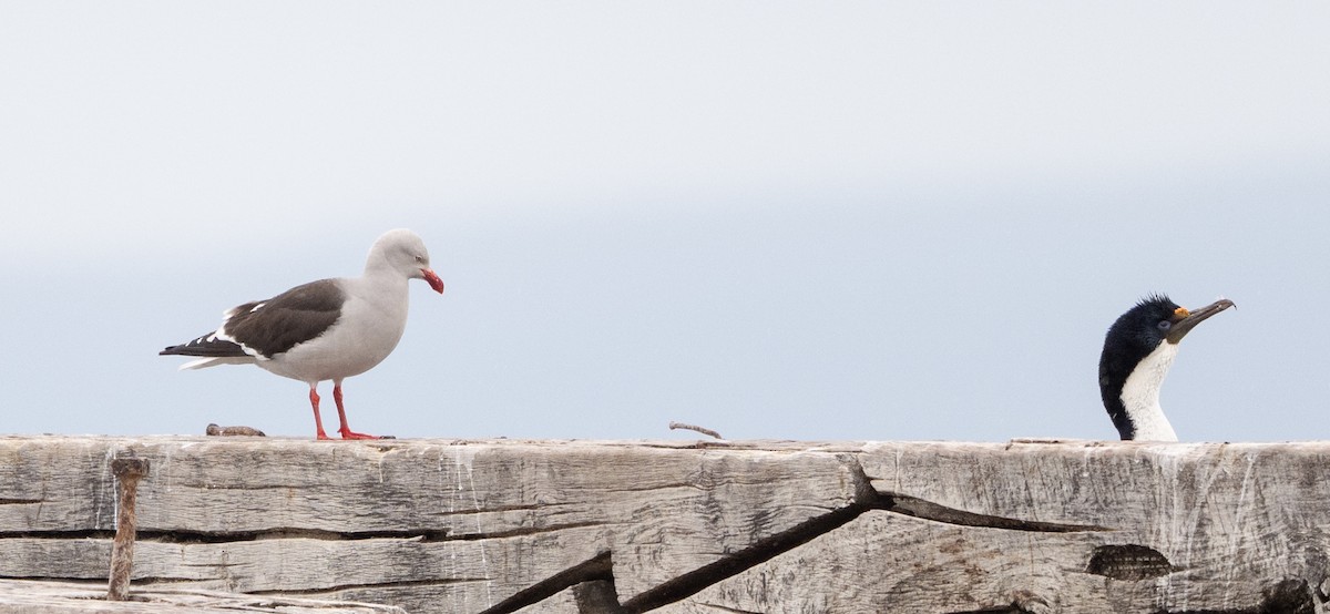 Dolphin Gull - ML645854265