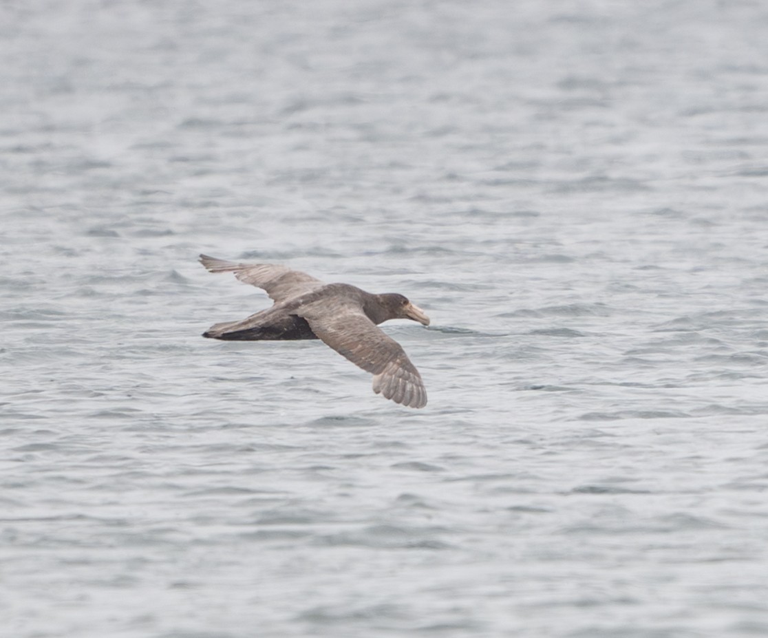 Southern Giant-Petrel - ML645854279