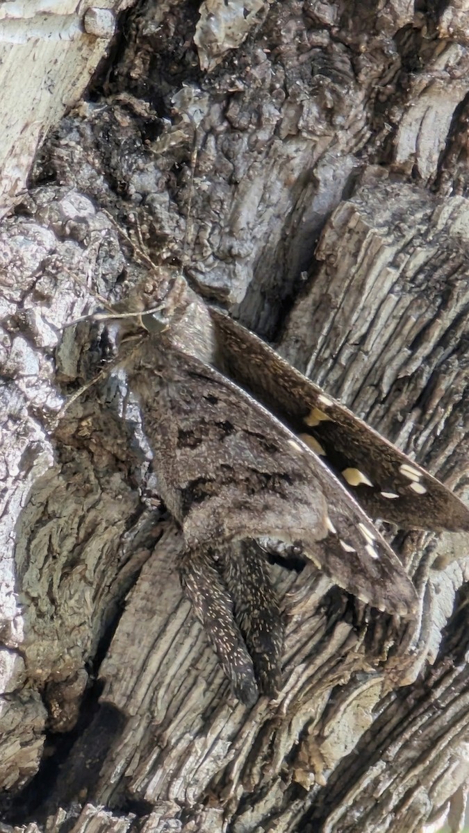 Dorantes Longtail - ML645854281