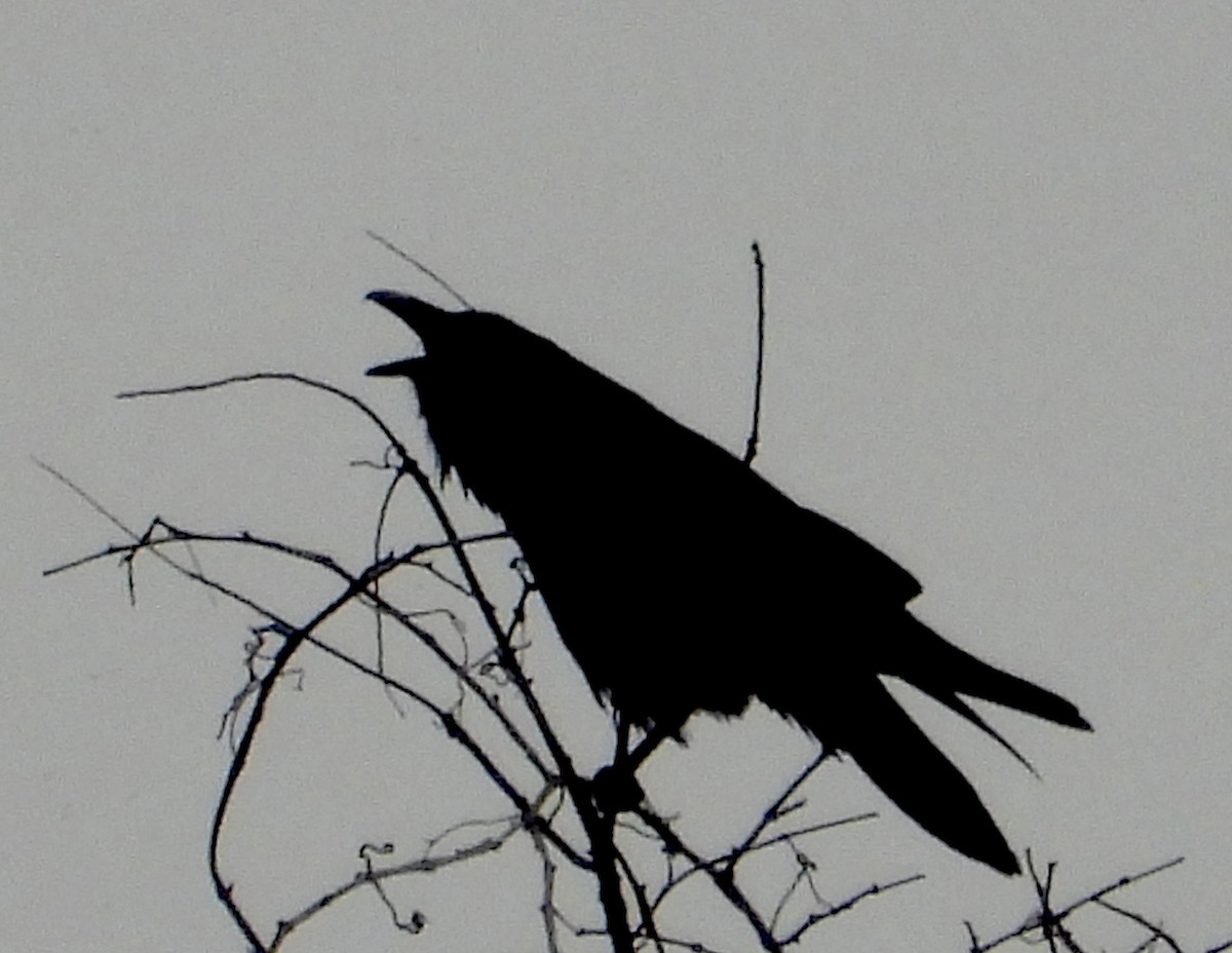Common Raven - ML645854288