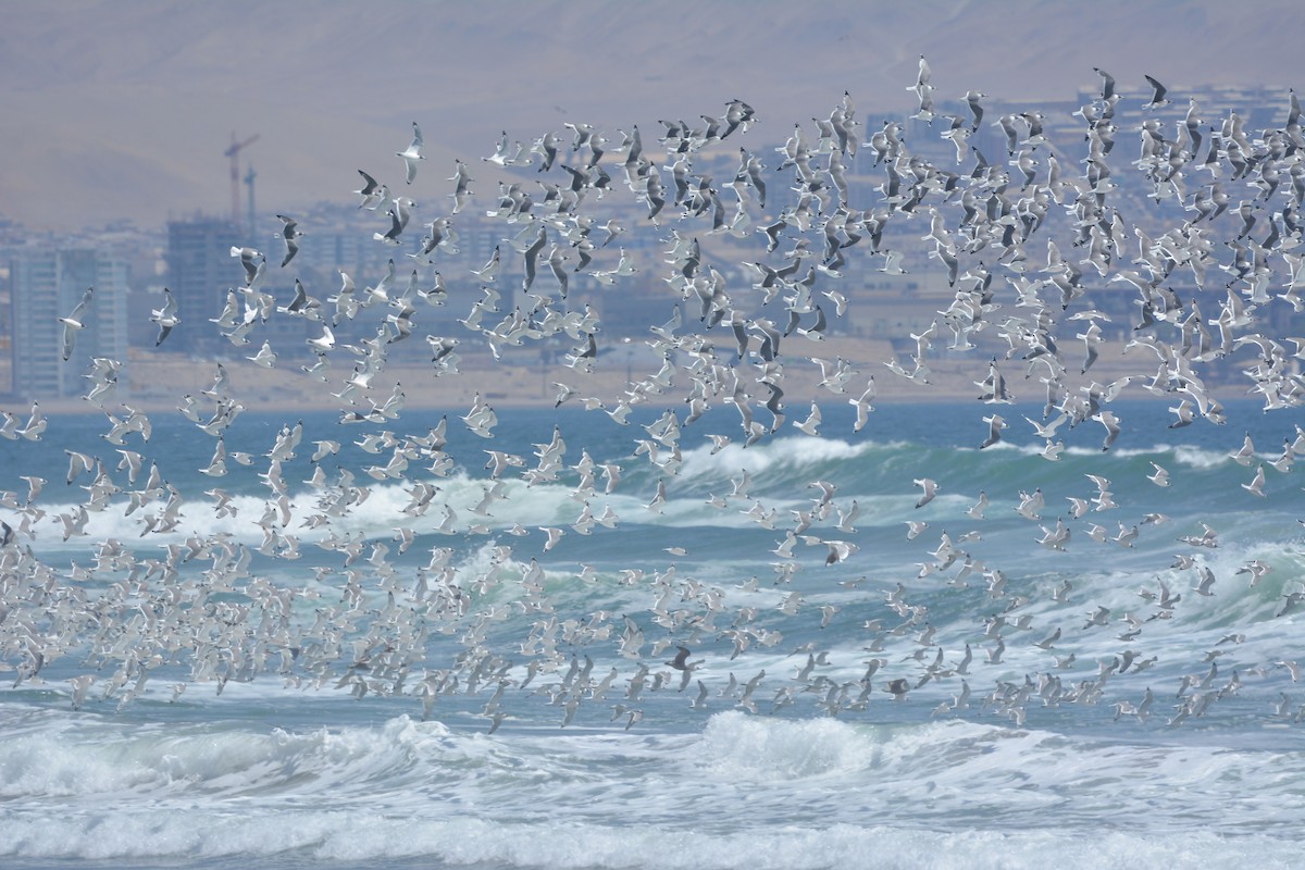 Franklin's Gull - ML645854293