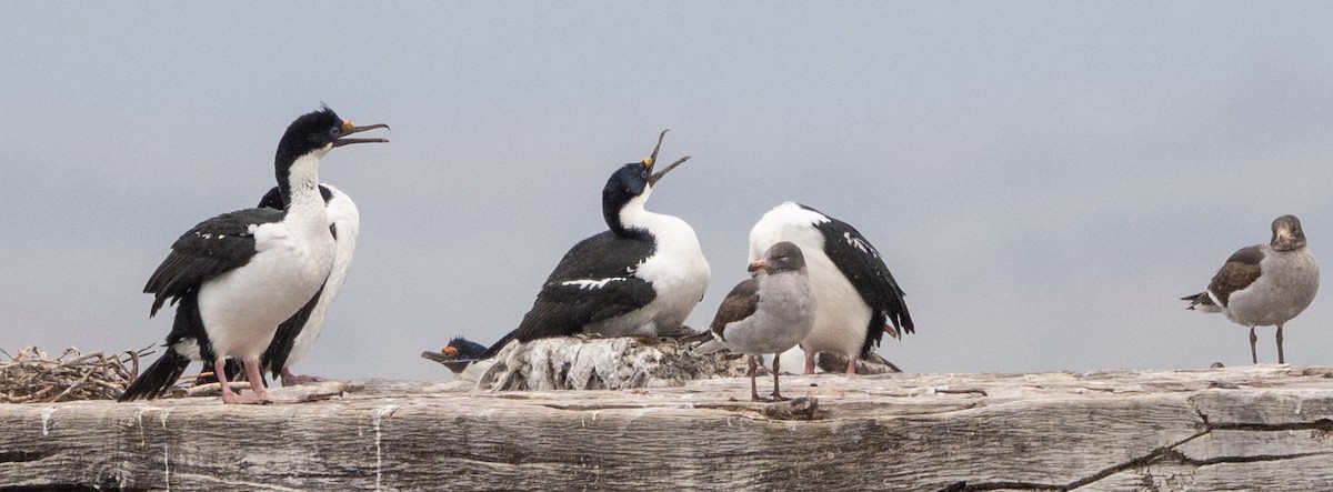 Imperial Cormorant (Imperial) - ML645854294