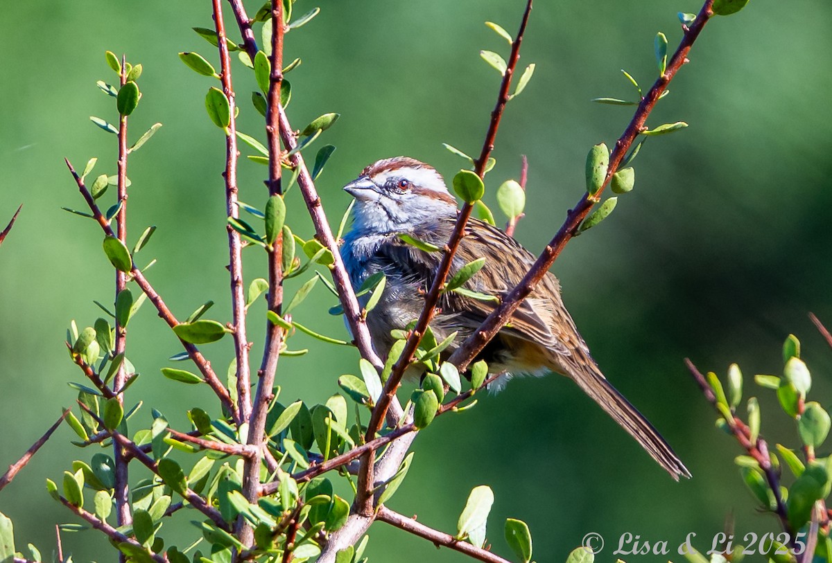 Streifenscheitelammer - ML645854296