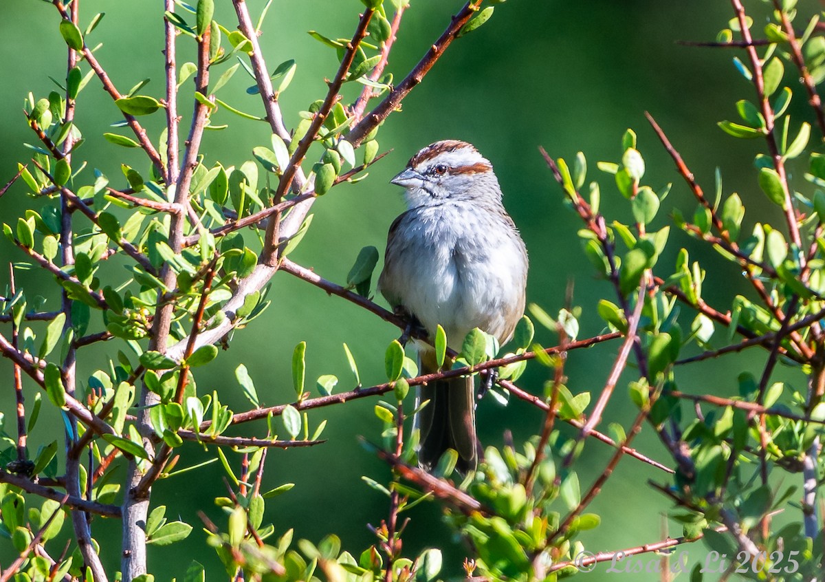 Streifenscheitelammer - ML645854297