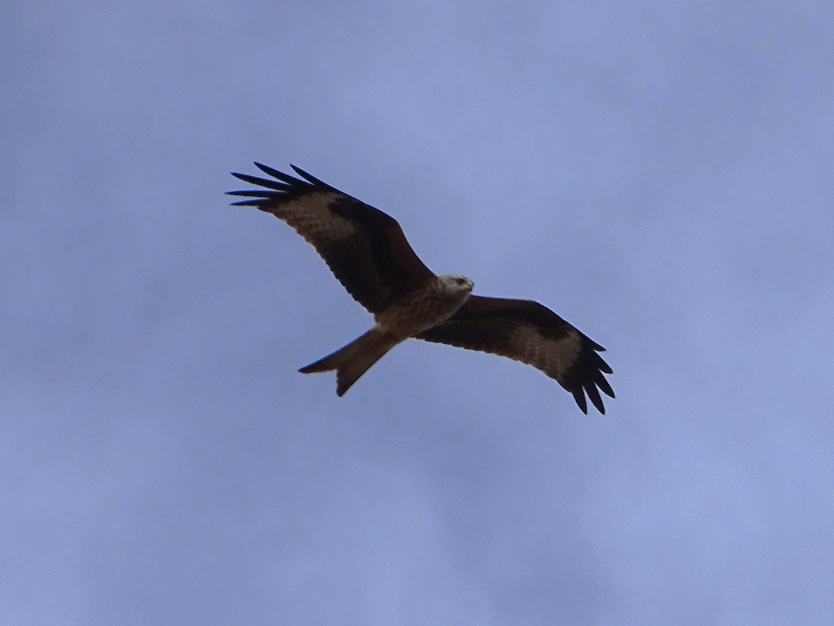 luňák červený - ML645854304