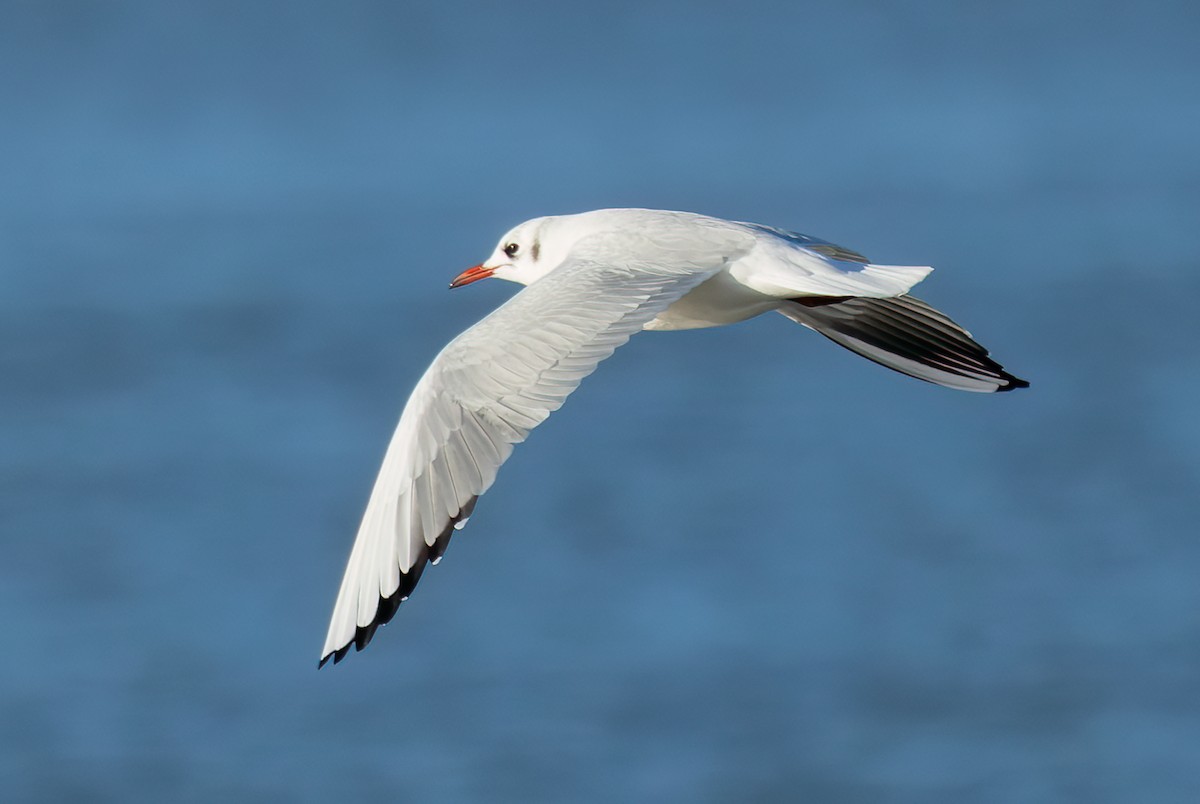 Black-headed Gull - ML645854307