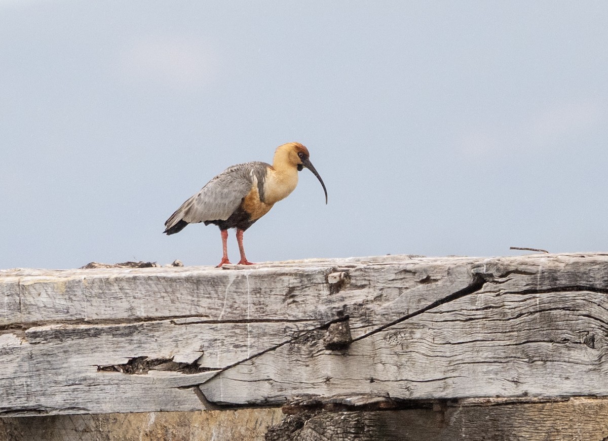 Bandurria Austral - ML645854309