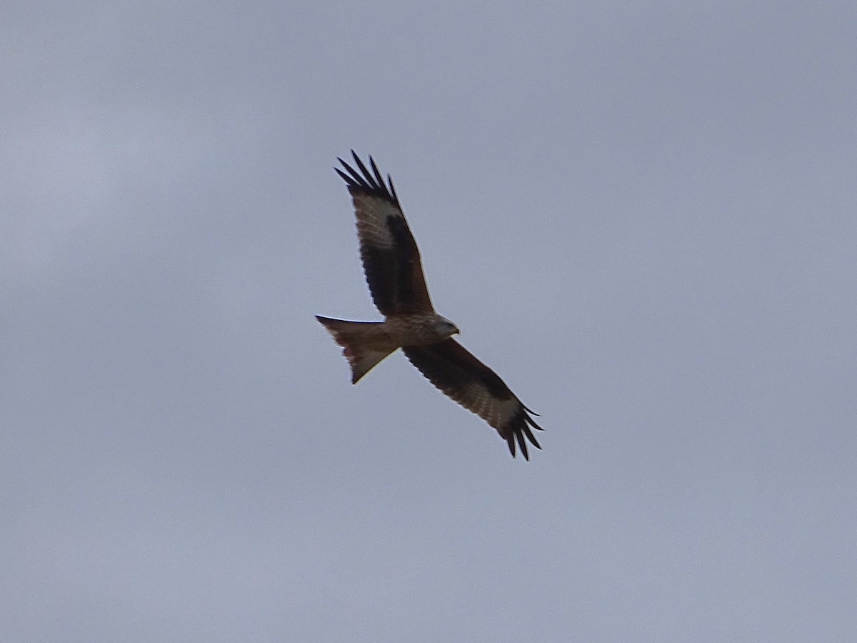 luňák červený - ML645854323