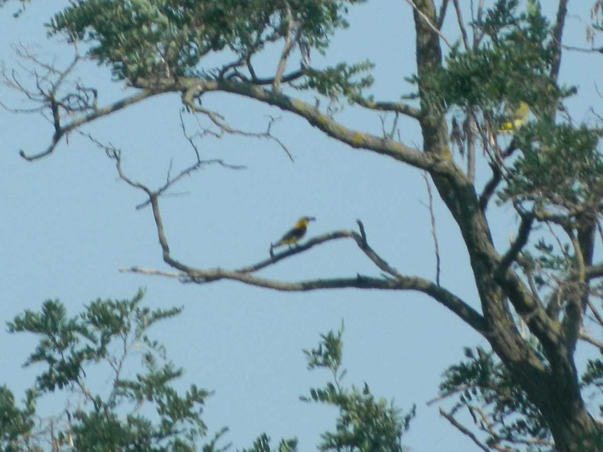 Eurasian Golden Oriole - ML645854328
