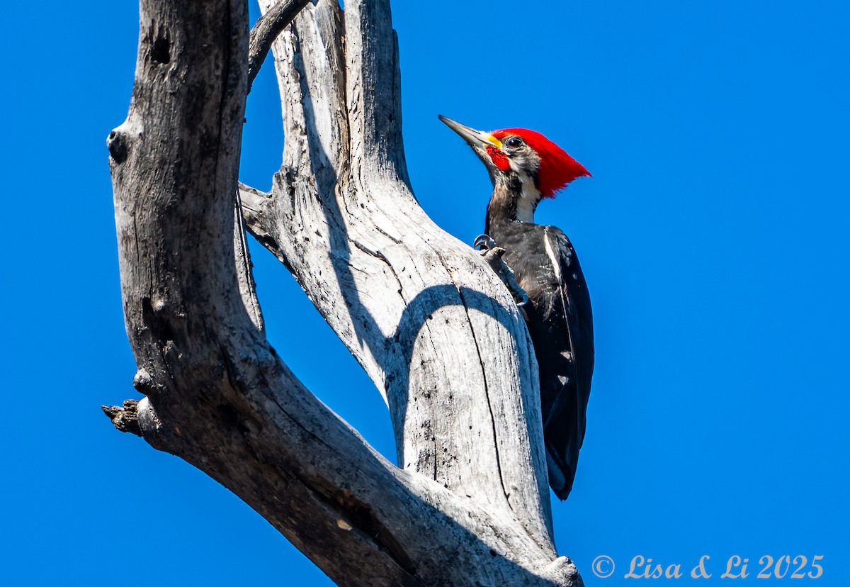 Black-bodied Woodpecker - ML645854344