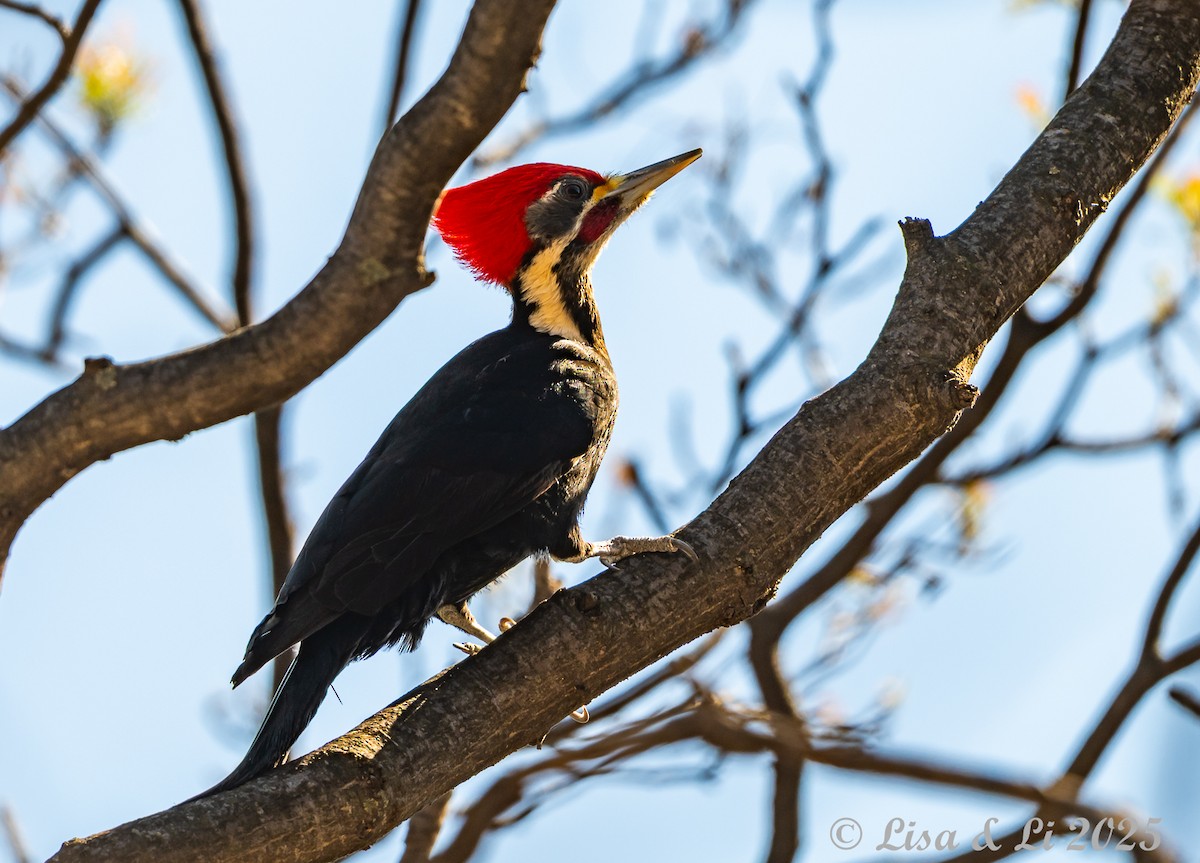 Black-bodied Woodpecker - ML645854345