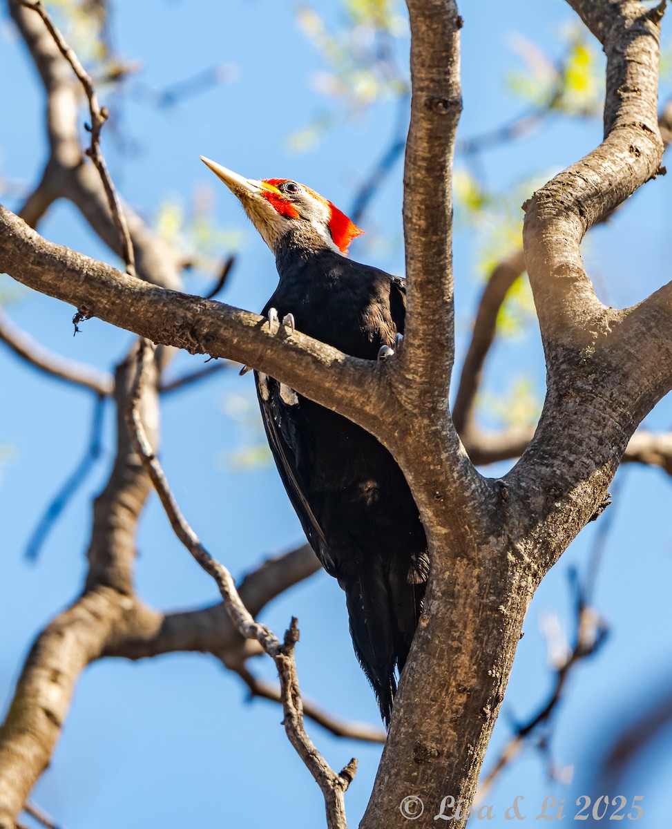 Black-bodied Woodpecker - ML645854346