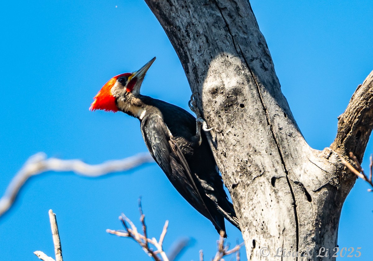 Black-bodied Woodpecker - ML645854347