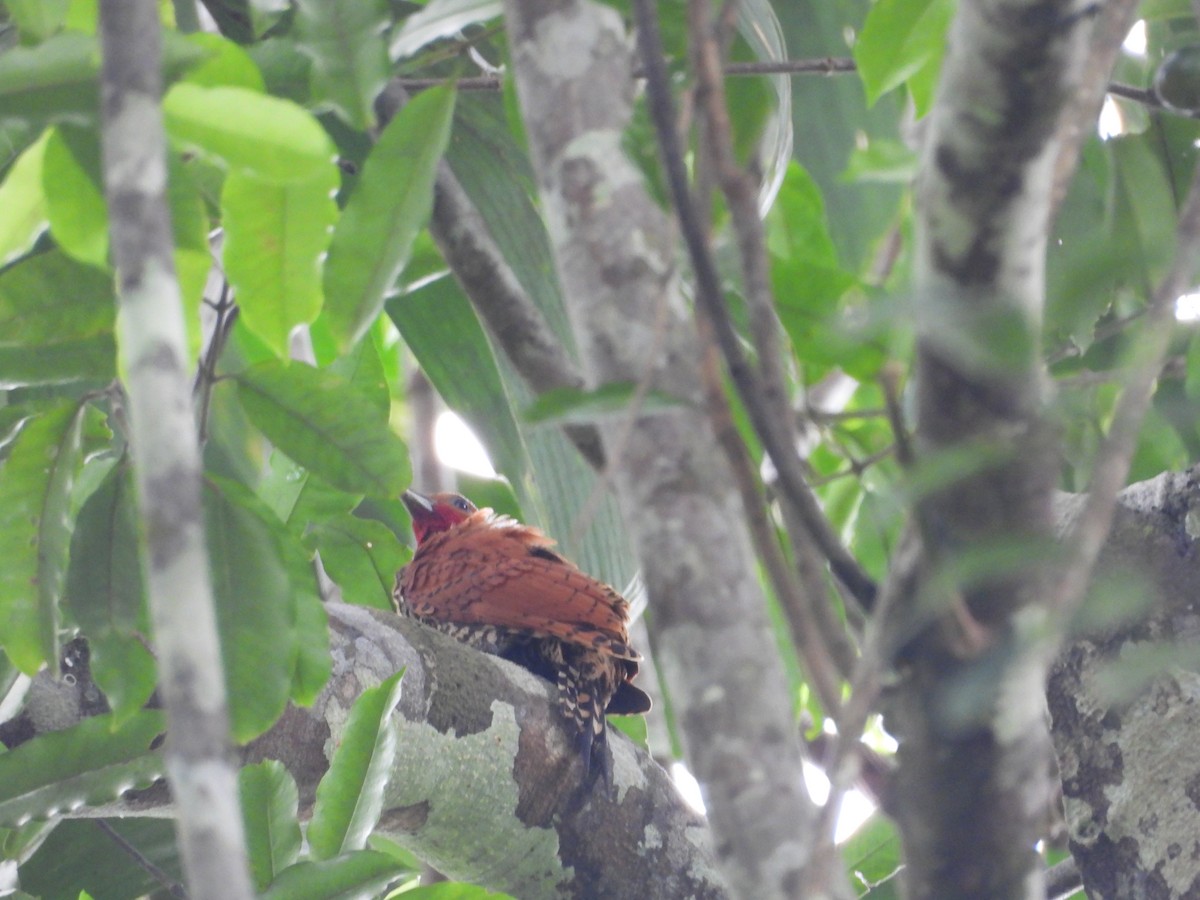 Cinnamon Woodpecker - ML645854354