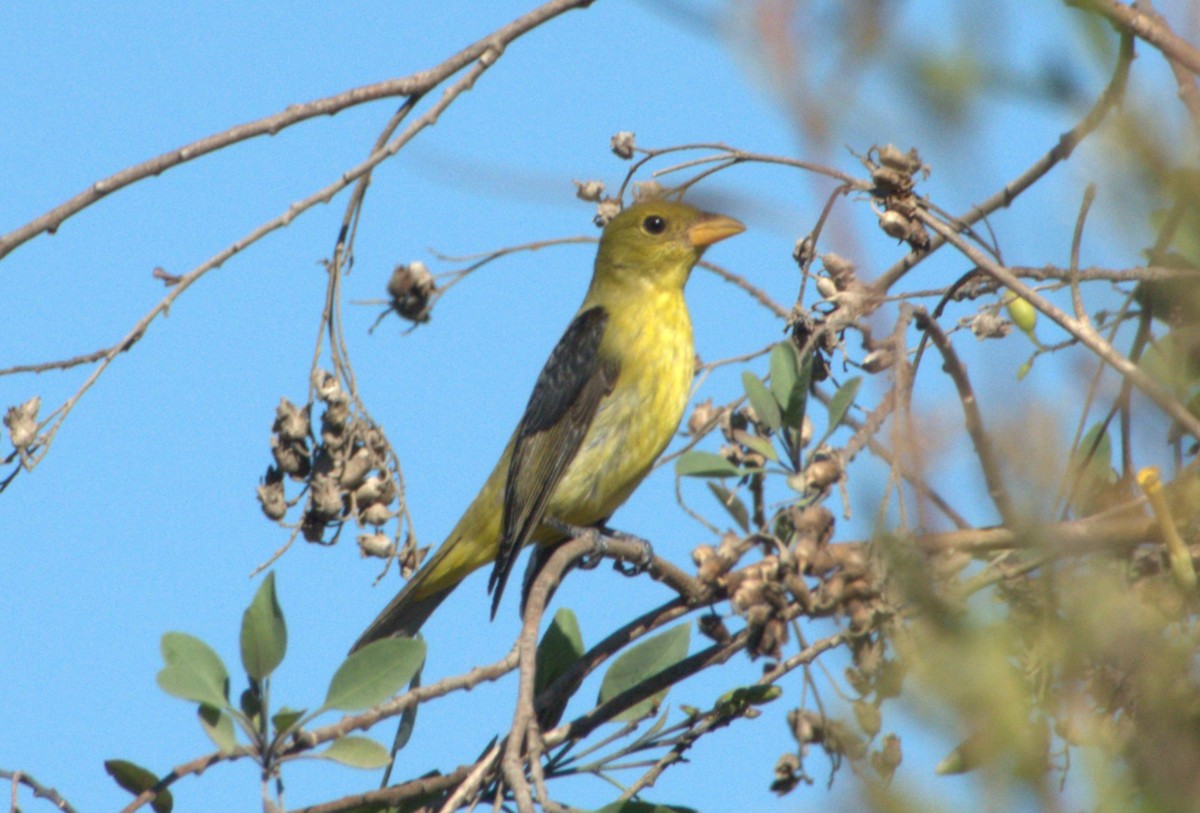 Scarlet Tanager - ML645854357