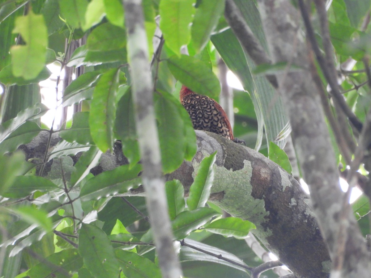 Cinnamon Woodpecker - ML645854358