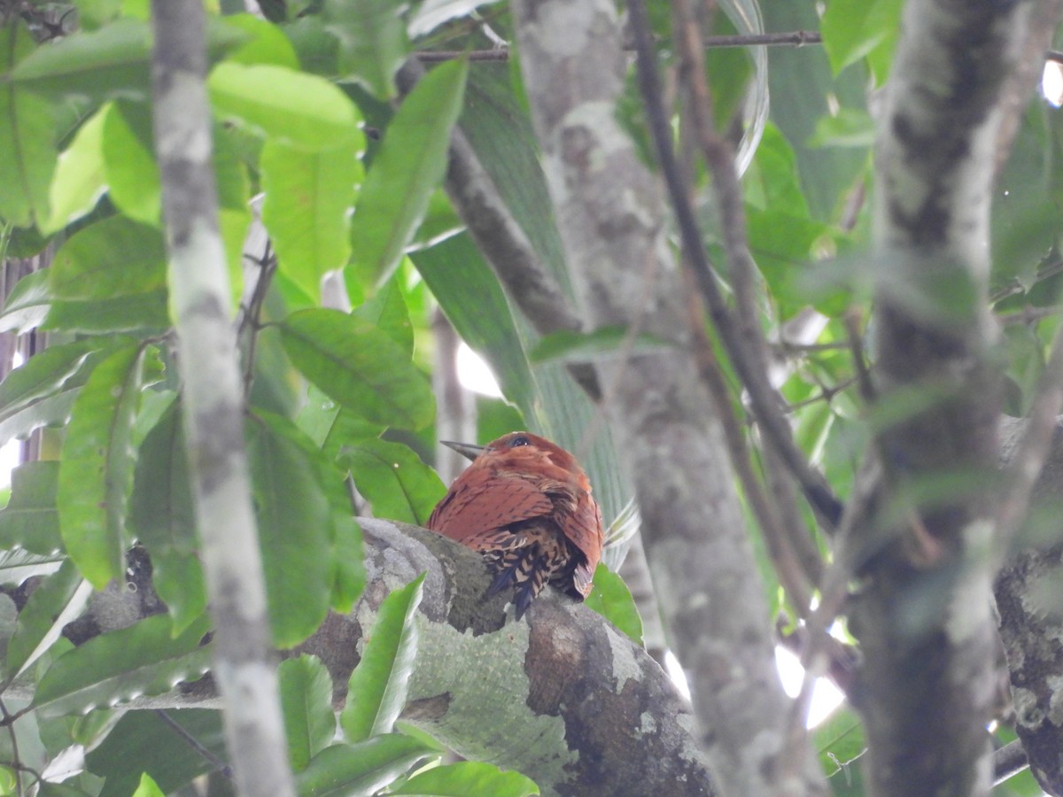 Cinnamon Woodpecker - ML645854360