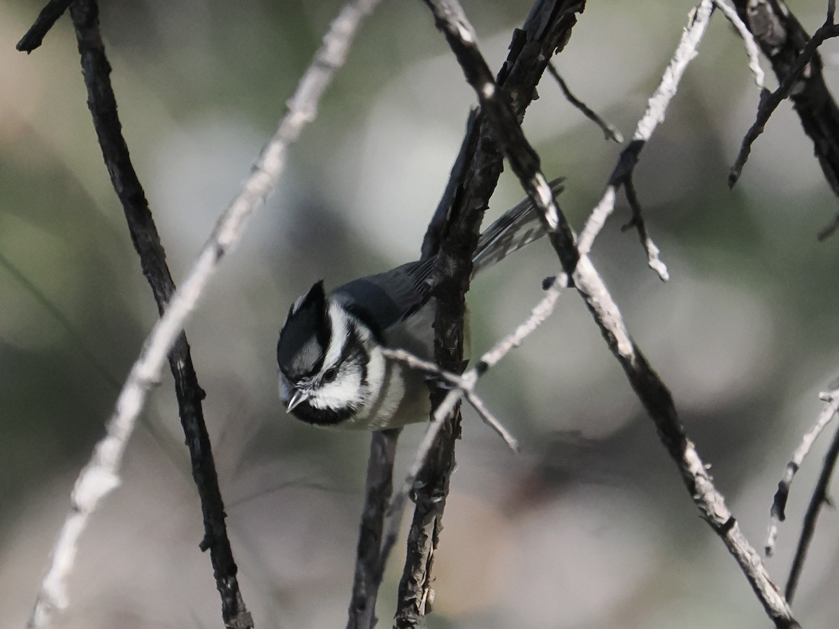 Bridled Titmouse - ML645854361