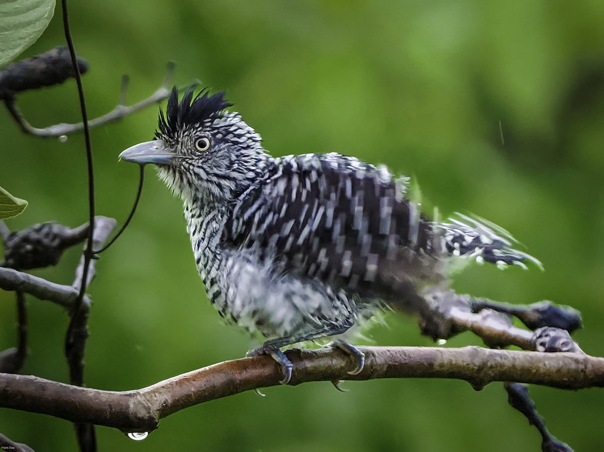 Batará Barrado - ML645854368