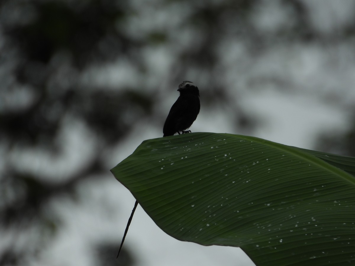 Long-tailed Tyrant - ML645854370