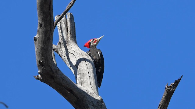 Жовна парагвайська - ML645854376