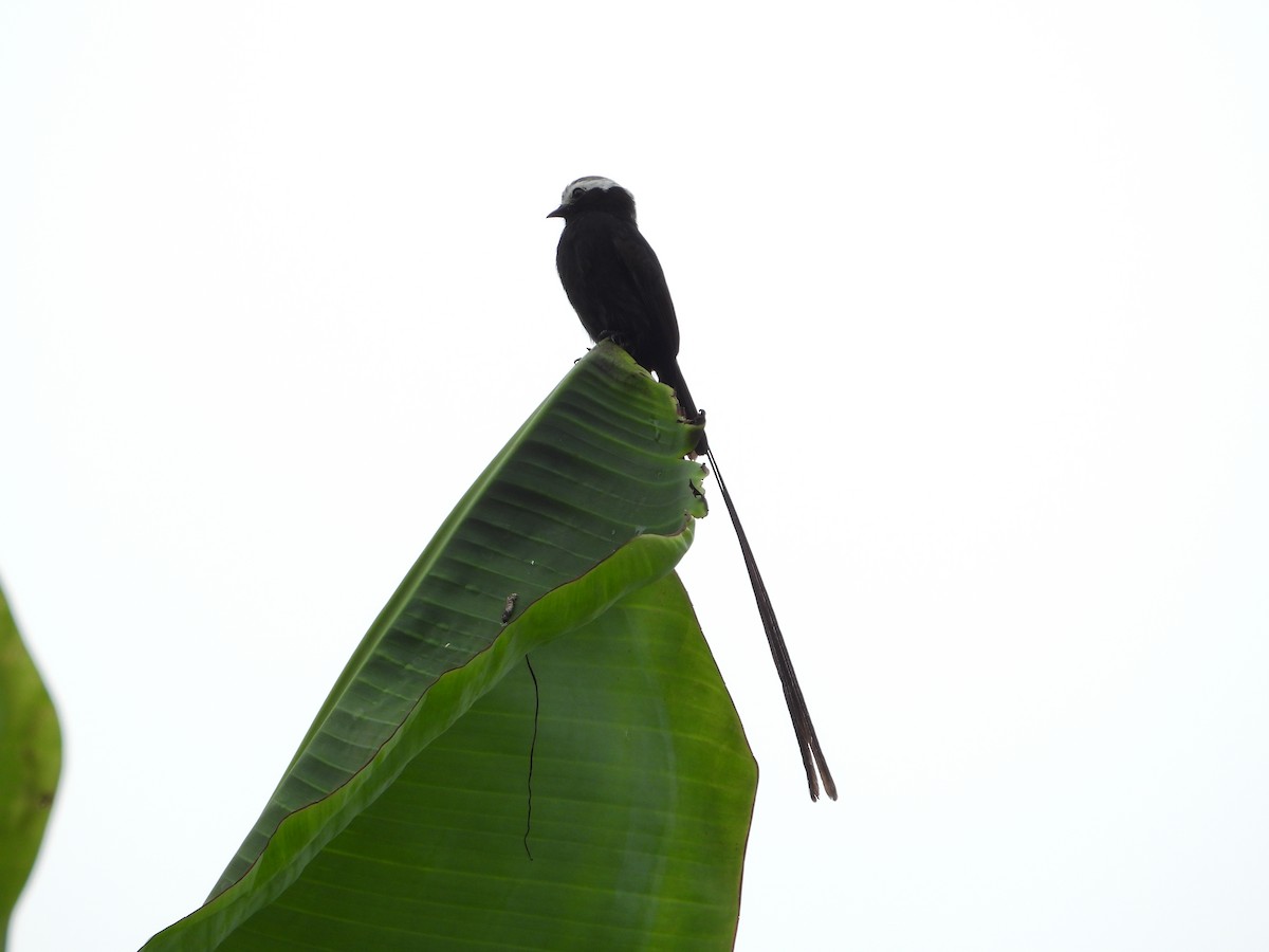 Long-tailed Tyrant - ML645854398