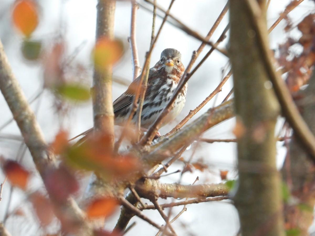 Fox Sparrow - ML645854400