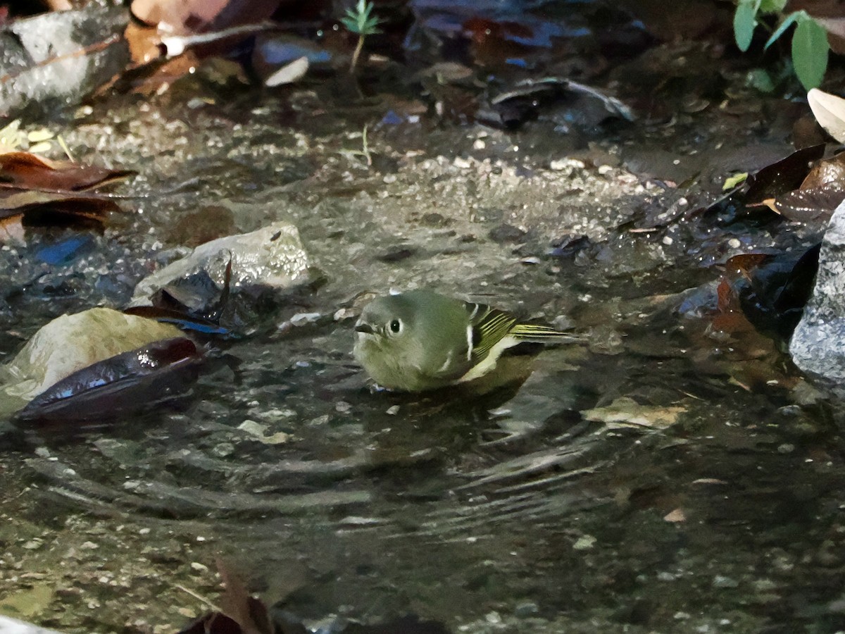 Ruby-crowned Kinglet - ML645854406