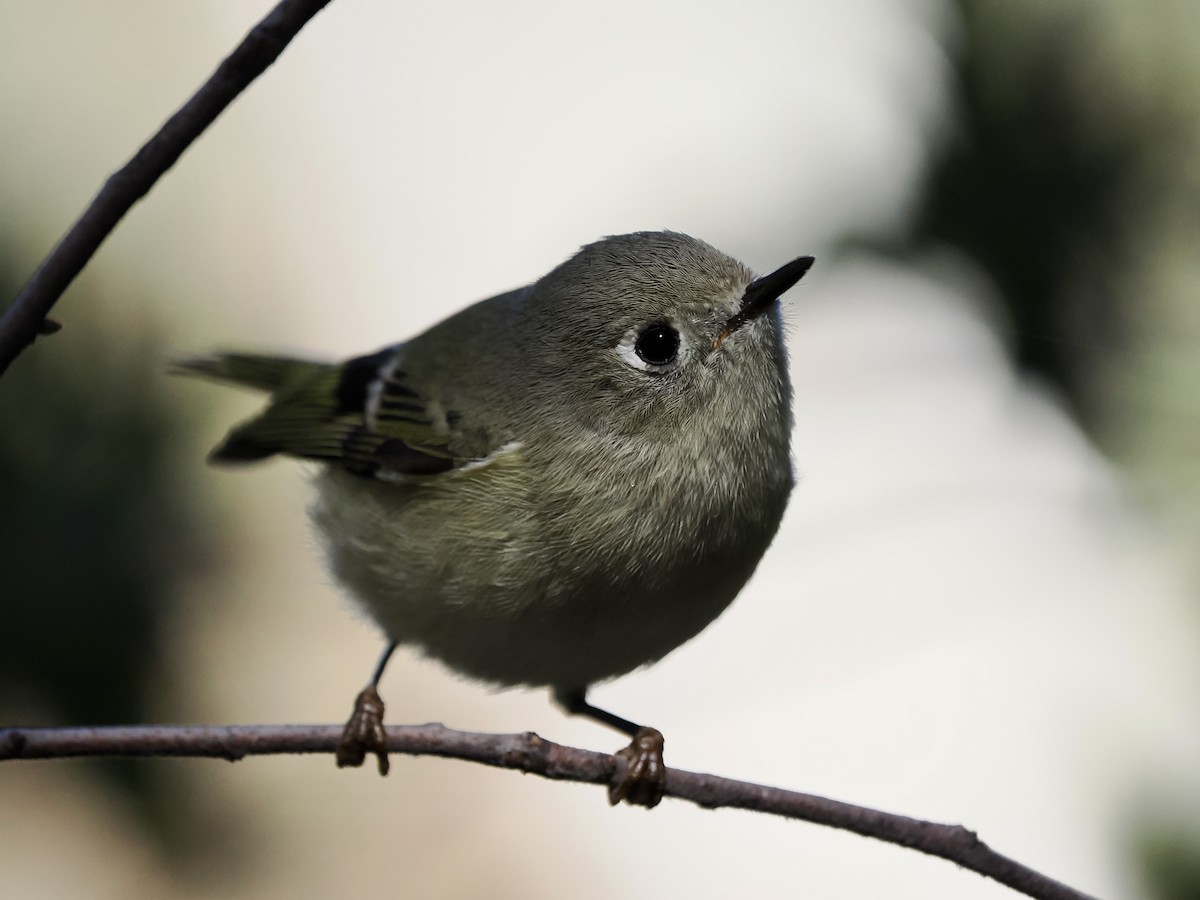 Ruby-crowned Kinglet - ML645854407