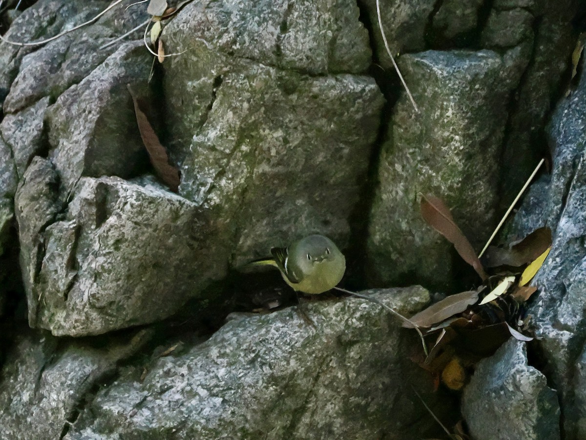 Ruby-crowned Kinglet - ML645854408