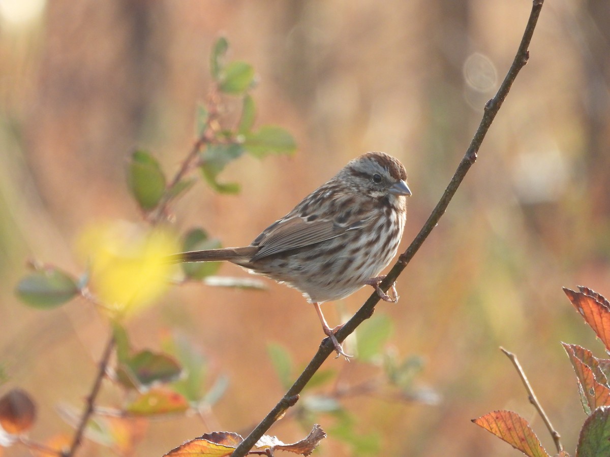 Song Sparrow - ML645854409