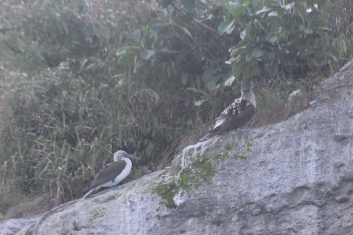 Blue-footed Booby - ML645854413